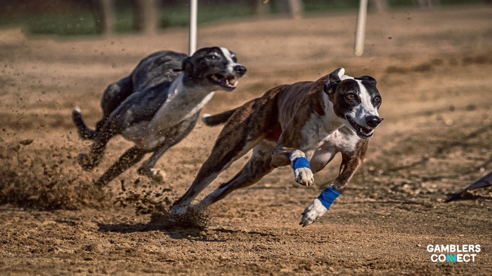 New Zealand Outlines Greyhound Racing Ban and Transition Agency Framework