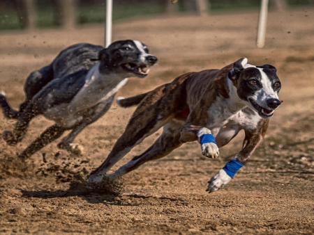 New Zealand Outlines Greyhound Racing Ban and Transition Agency Framework