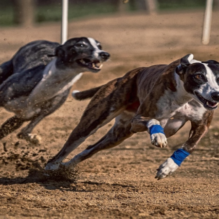 New Zealand Outlines Greyhound Racing Ban and Transition Agency Framework